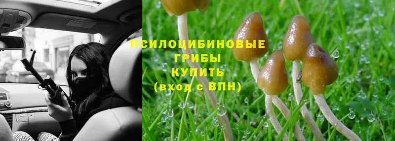 купить  сайты  Семёнов  Псилоцибиновые грибы мицелий 